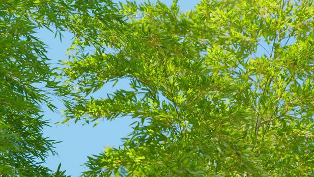 Bamboo Trees With Blue Sky As Background. Outdoor View Of Tall Bamboo Stalks In A Botanical Garden.