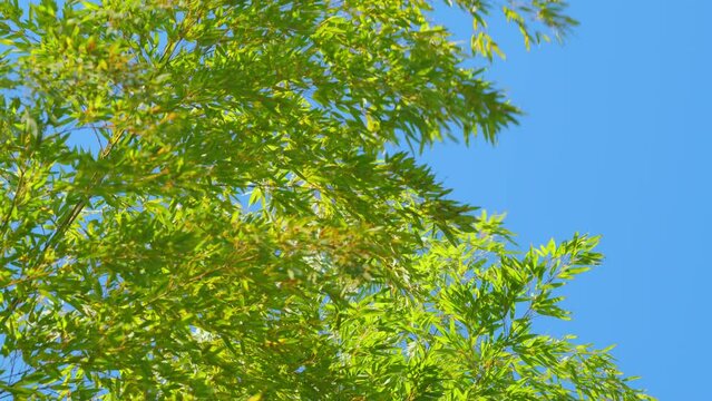 Bamboo Forest Under Blue Sky. Bamboo Trees In Park Outdoor Nature Background.