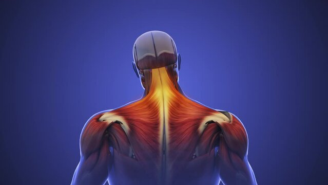 Cervicalgia or neck muscle pain