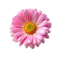 Pink gerbera flower isolated on transparent background. Close up.