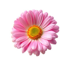 Obraz premium Pink gerbera flower isolated on transparent background. Close up.