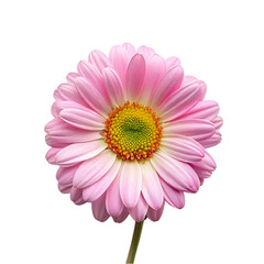 Pink gerbera flower isolated on transparent background. Close up.