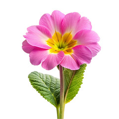 Pink primrose flower isolated on transparent background.