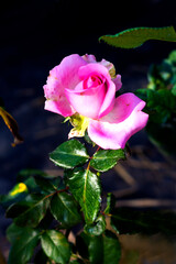 Pink rose blooming