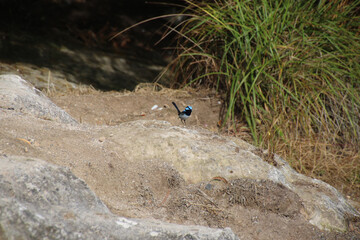 Australasian wrens - Fairy Wren
Birds
