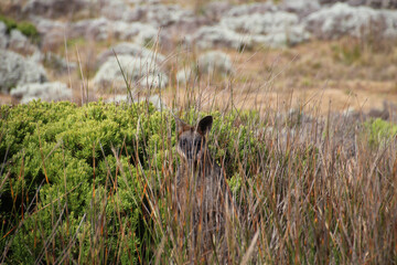 Wallaby in the grass