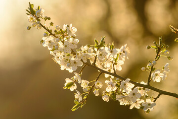 spring blossom in spring