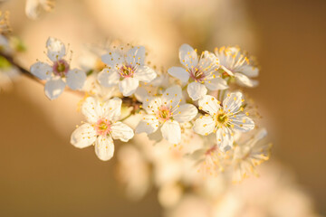 Fototapeta na wymiar spring blossom in spring