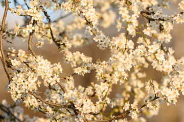 spring blossom in spring