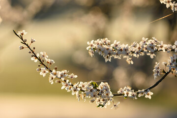 spring blossom in spring