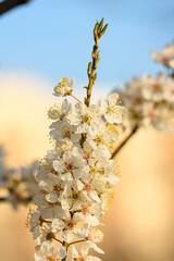 spring blossom in spring