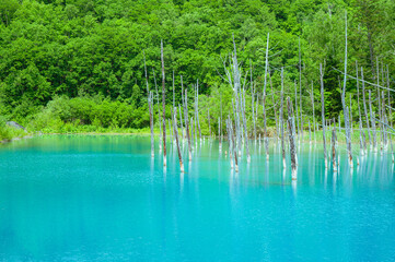 青い池