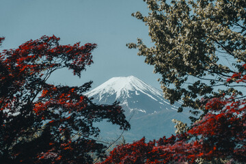 fuji mountain in autumn trees 