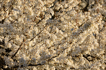 spring blossom in spring