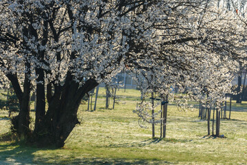 tree in the park