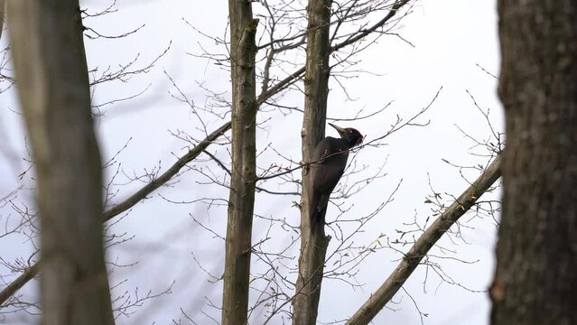 Black Woodpecker on tree, male, observation (Dryocopus martius) - (4K)
