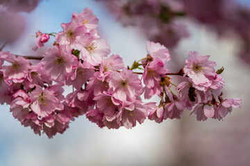 Fototapeta premium Japanese Cherry Blossom in close up view at the Munich Park during Spring time