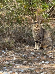Cat in the woods