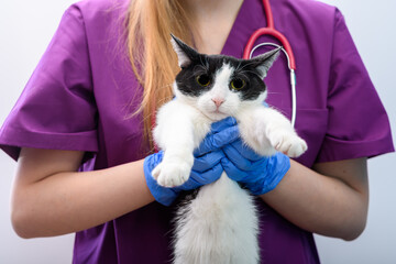 Niezadowolony kot u weterynarza w trakcie badań fizykalnych, lecznica zwierząt, klinika...