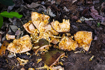 Ripe Jackfruit Rags On The Floor