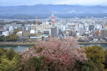 筆山からの眺望　桜の季節　（高知県　高知市）