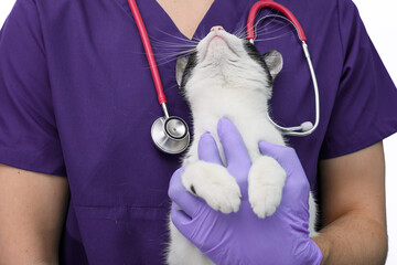 Chory kot u lekarza weterynarii, wet trzyma spokojnego, ufnego kotka na rękach 