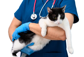 Kot z nadwagą na rękach lekarza weterynarii  - obrazy, fototapety, plakaty
