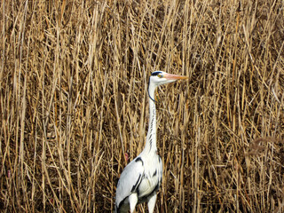  Ardea cinerea