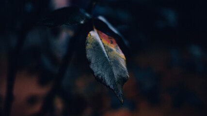 The background of rose leaves looks sad