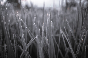 Newly grown rice leaves with dew in the morning