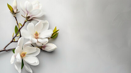 Naklejka na ściany i meble white magnolia