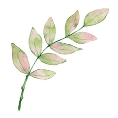 Spring tender greenery, twigs with leaves and buds, watercolor botany, hand drawn elements on a transparent background.