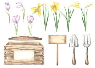 Watercolor set of violet crocuses and daffodils, crate with gardening tools and signboard. Isolated hand drawn illustration spring flowers. Floral clip art for cards, packaging and sticker, florists.