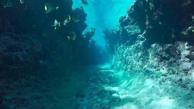 Moving in a natural trench into the reef underwater with some tropical fish, Pacific ocean, French Polynesia, Huahine