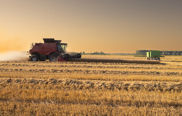 Harvester working in wheatfield at sunset.