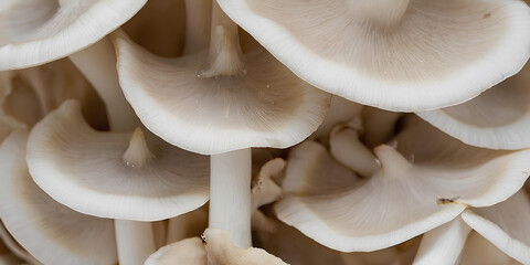 Bunch of fresh Oyster mushrooms closeup. Vegetarian food, healthy diet mushroom. Generative AI