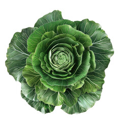 Fototapeta premium Cabbage isolated on transparent background