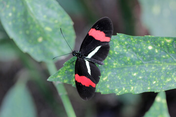 papillon aux ailes écartées