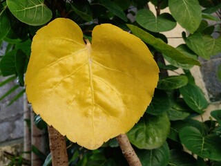 Beautiful plum aralia leaves shaped like flower petals. Heart-shaped yellow leaves.