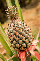 Pineapple growing on the plant