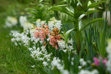 hiacynty, wiosenna rabata z kwiatami hiacynta i białą cebulica syberyjska (Scilla siberica)