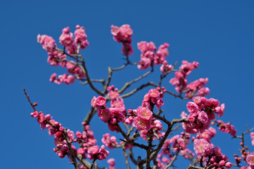 開花が進み始めたリンシバイという品種の八重咲き紅梅
