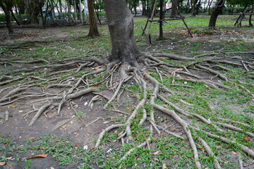 Above-Ground Tree Roots Embrace the Surface