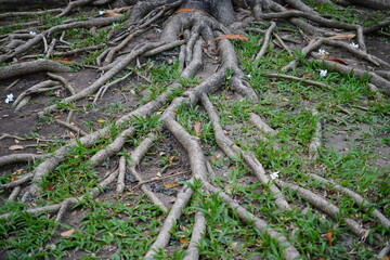 Above-Ground Tree Roots Embrace the Surface