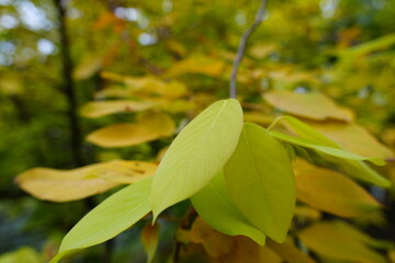 Close-Up of light green tree leaves