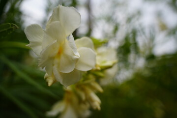 White Oleander Flowers in Full Bloom