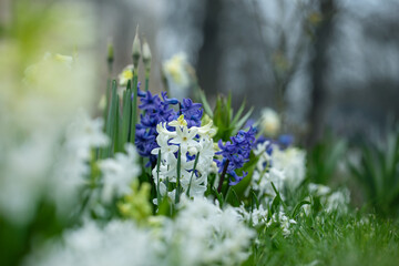hiacynty, wiosenna rabata z kwiatami hiacynta i białą cebulica syberyjska (Scilla siberica)	