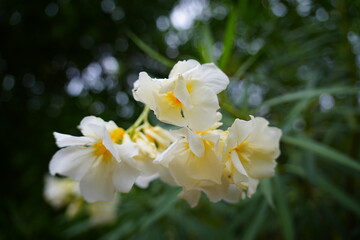 White Oleander Flowers in Full Bloom