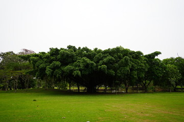 large green field with trees. It captures a serene outdoor scene with clear sky