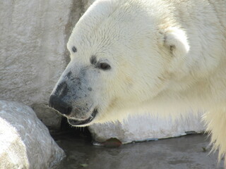 動物園の白熊